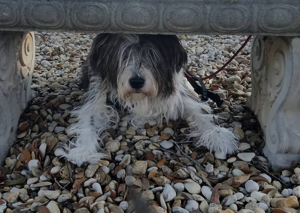 Life In Slow Motion: Lessons From A TCK’s First Pet On Moments And Memories (Part 1 Of 2)