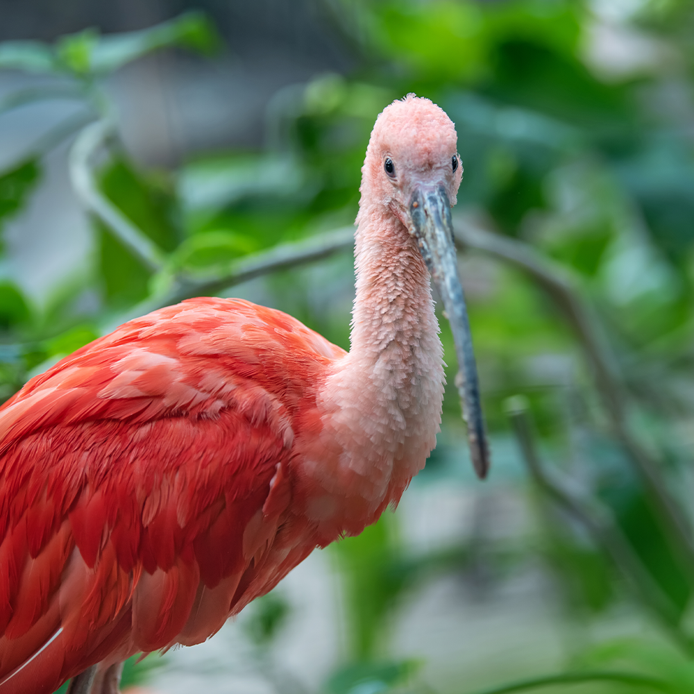 Trinidad Carnival Once-in-a-Lifetime: Ibis (Payment Plan)